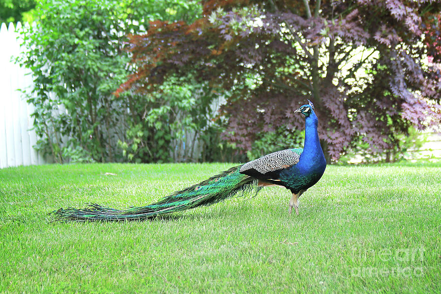 Proud Peacock Photograph by Kathy Sherbert