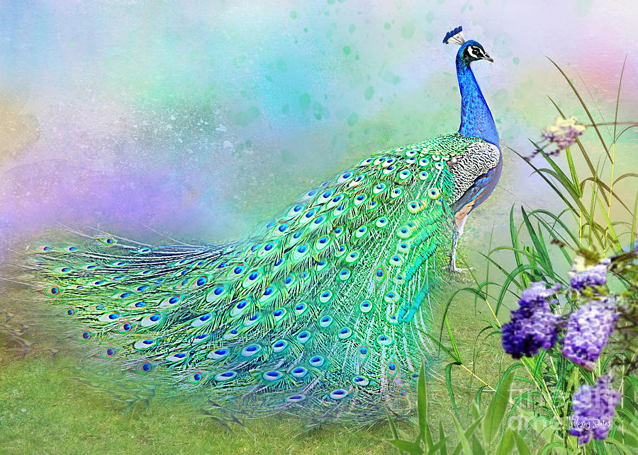 Proud Peacock Mixed Media by Morag Bates