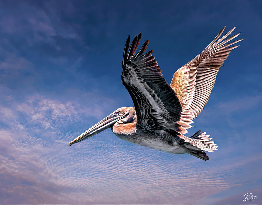 Proud Pelican Photograph by Endre Balogh