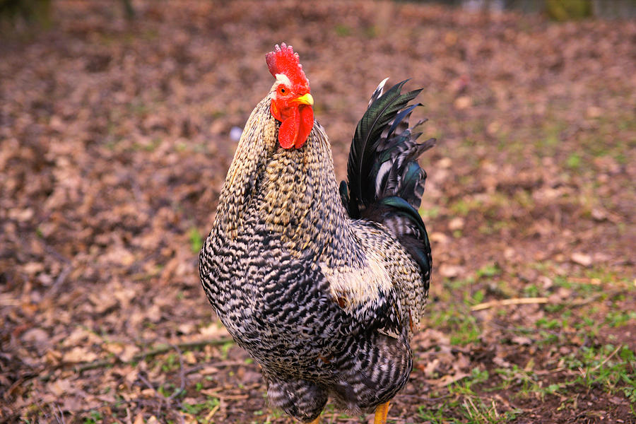 Proud rooster by picturetom Proud rooster by picturetom