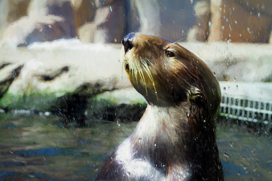 Proud Sea Otter Photograph by Bonnie Follett
