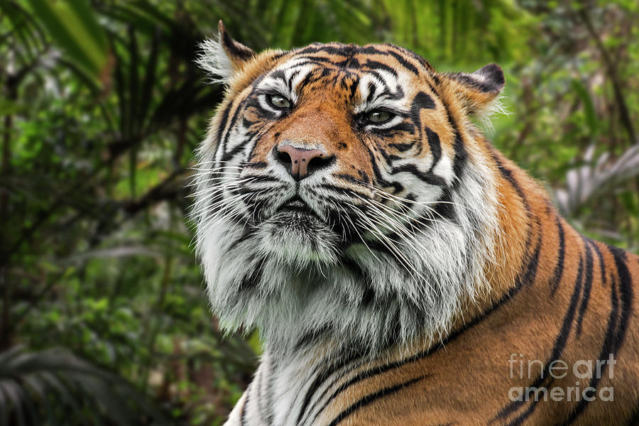 Proud Sumatran Tiger Photograph by Arterra Picture Library