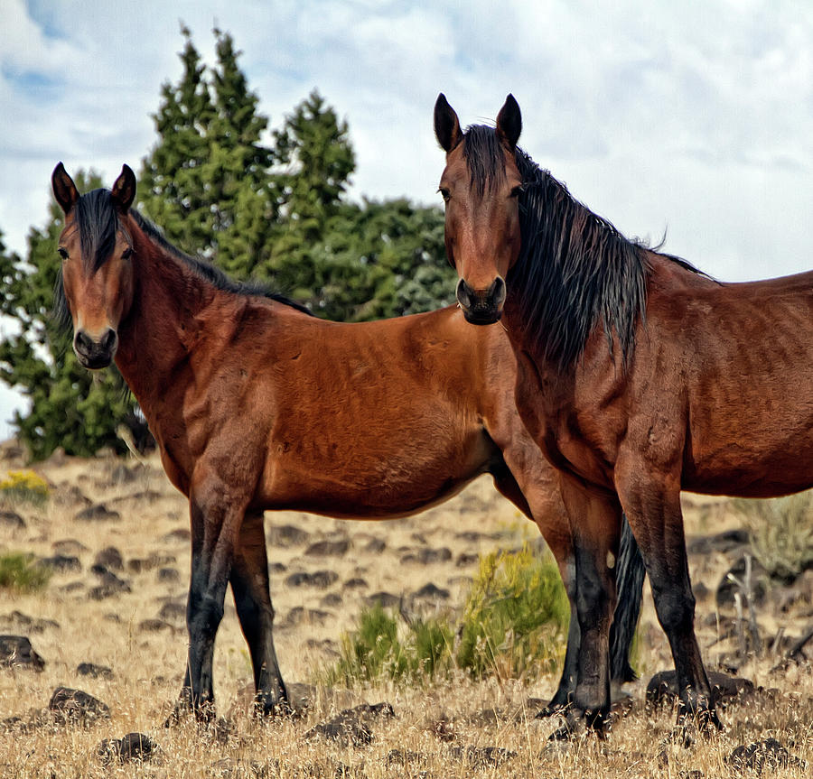 Proud wild mustang horses Photograph by Waterdancer