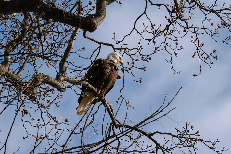 Bald Eagle - Proudly Perched  Photograph by Rose Guinther