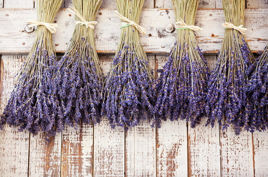 Provence Dried Lavender Photograph by Stocknshares