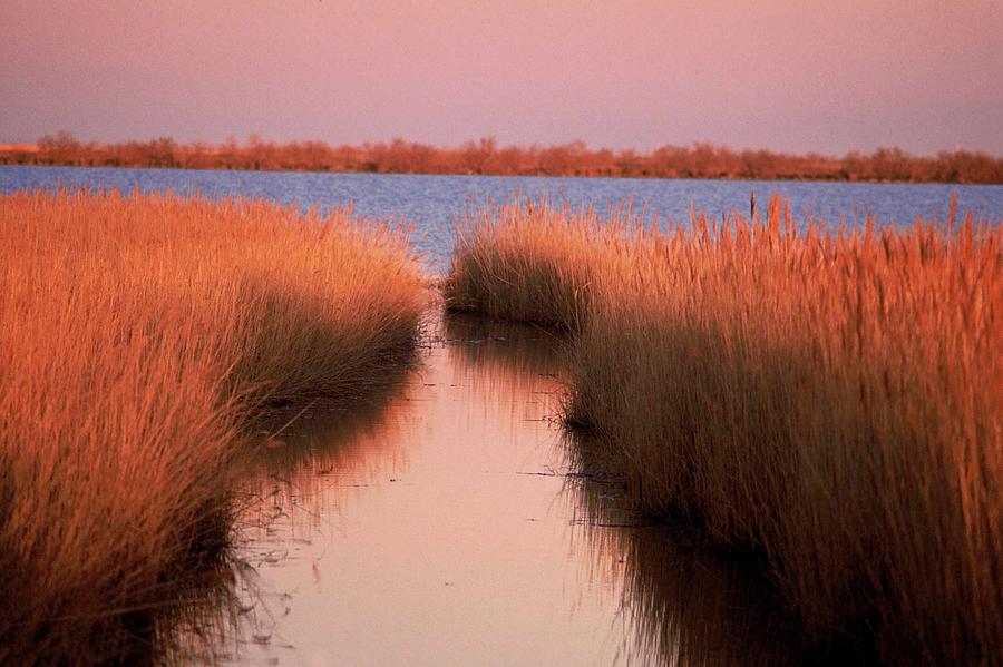 Provence  The Camargue In France - Photograph by Gerard Sioen