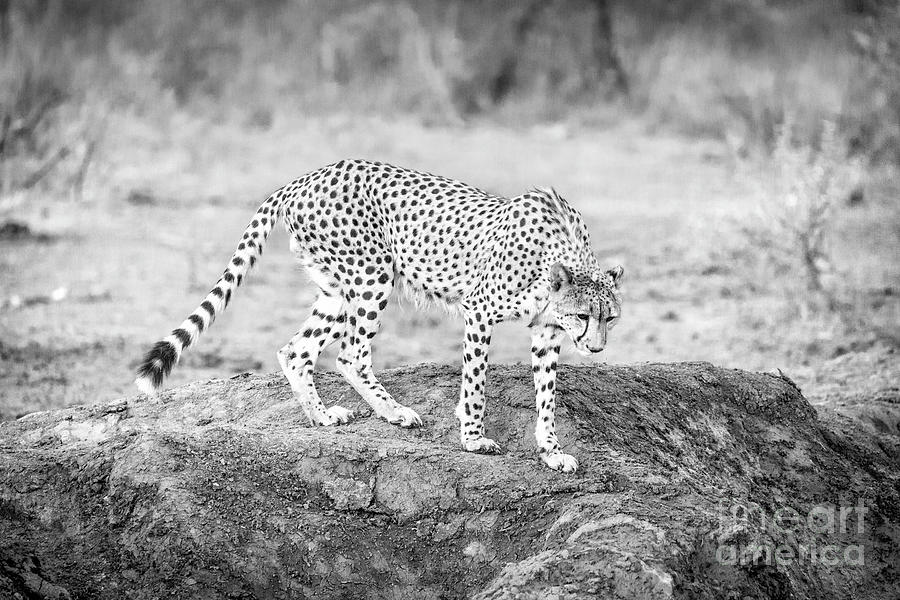 Prowling Cheetah BW Photograph by Timothy Hacker