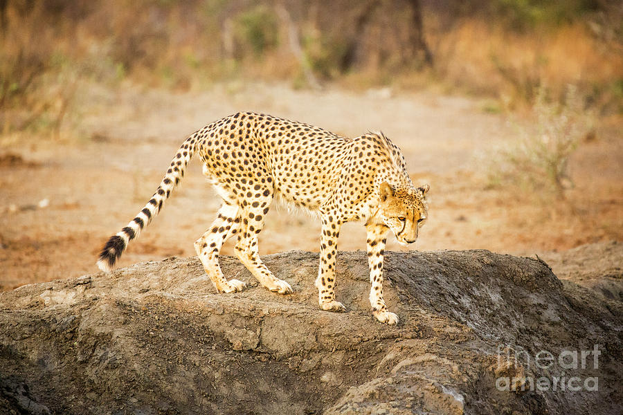Prowling Cheetah Photograph by Timothy Hacker