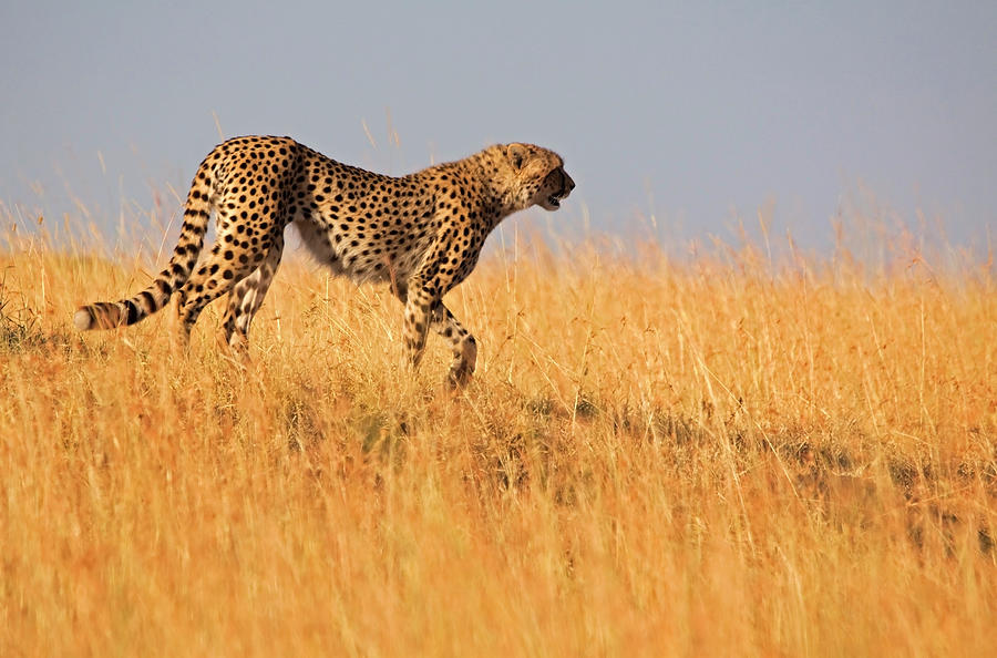 panther prowling black cheetah