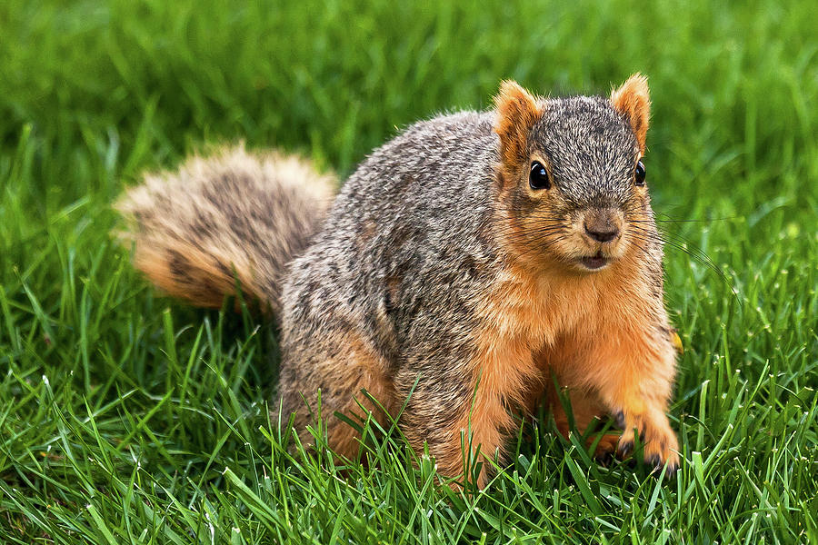Nature Photograph - Prowling For Peanuts by James Marvin Phelps Nature Photograph - Prowling For Peanuts by James Marvin Phelps