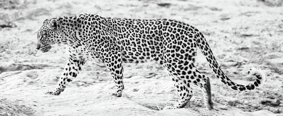 Prowling Leopard in Monochrome Photograph by Mark Hunter
