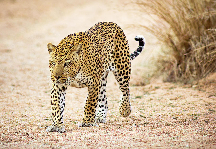 Prowling Leopard Photograph by Wldavies