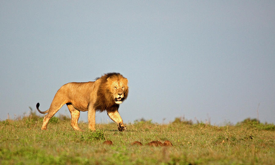 Prowling Lion Photograph by Wldavies