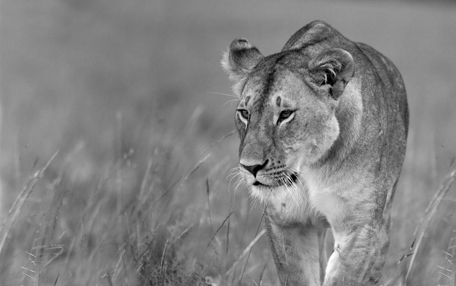 Prowling Lioness Photograph by Wldavies