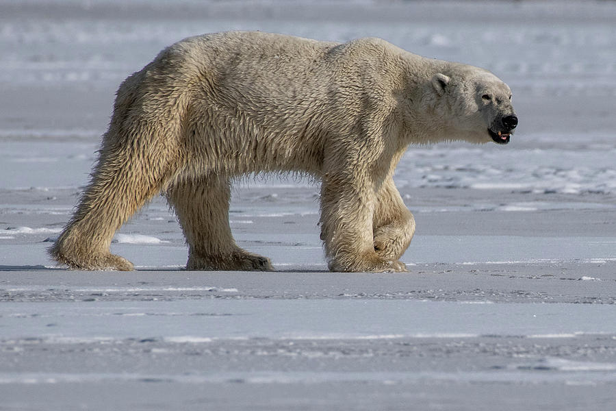 Prowling Polar Bear Photograph by Mark Hunter