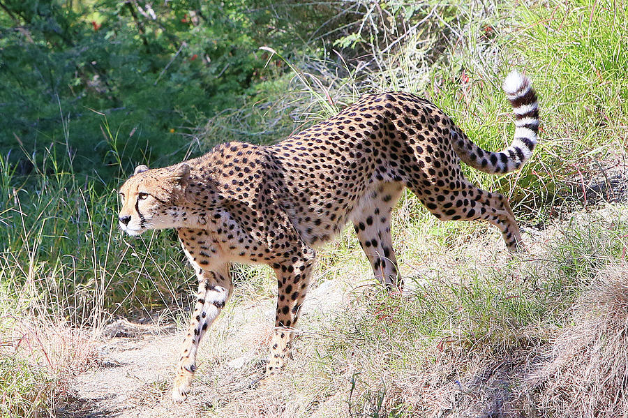 Black Photograph - Prowling by Shoal Hollingsworth