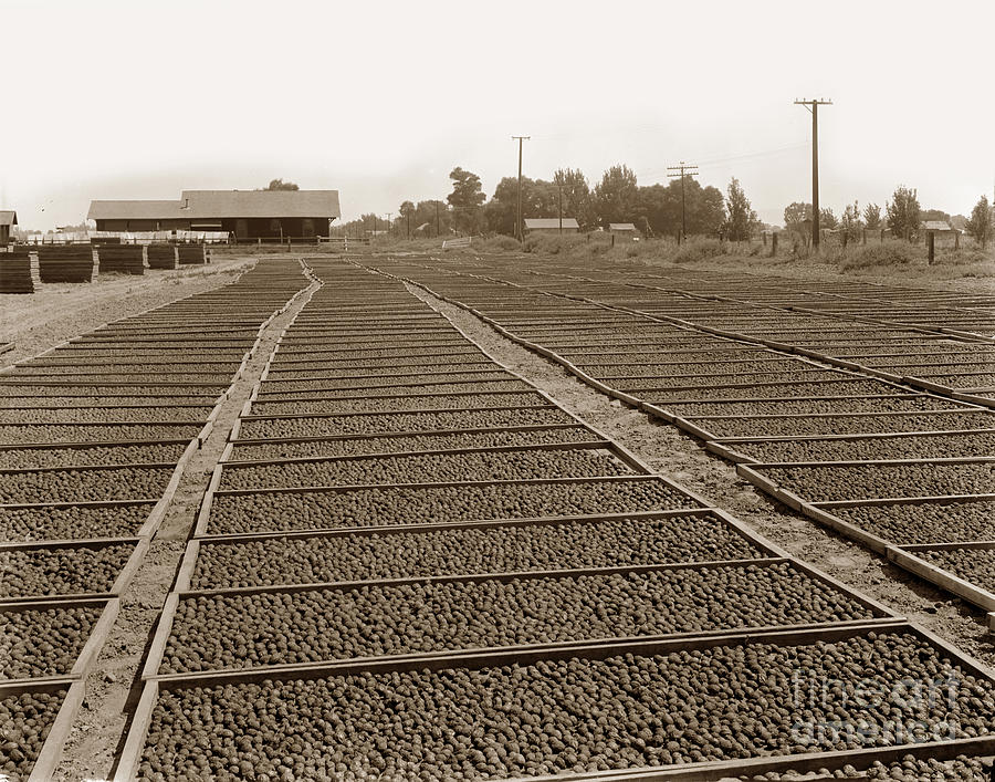 San Jose Photograph - Prune Drying, Visalia, California 1910 by Monterey County Historical Society