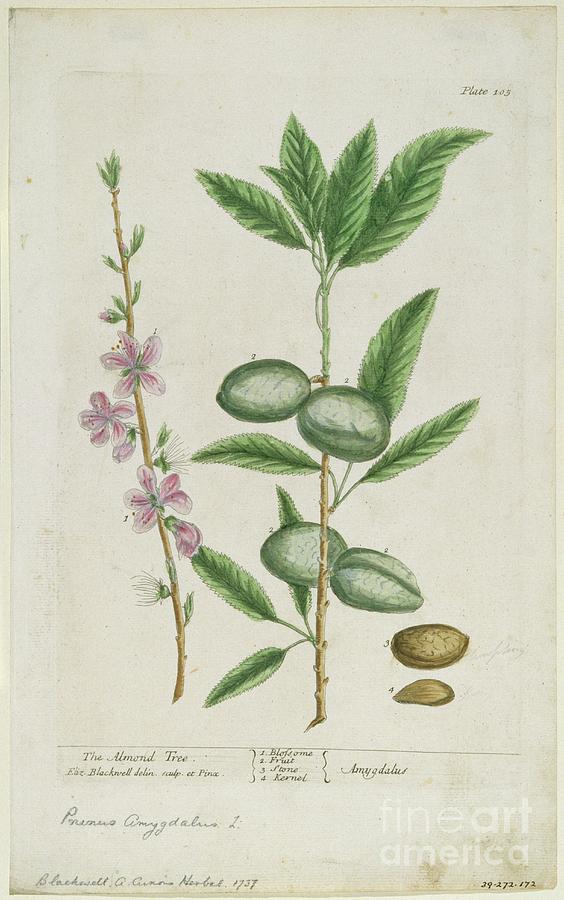 Prunus Amygdalis Dulcis. Sweet Almond Drawing by Heritage Images