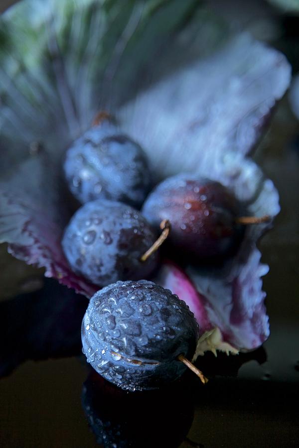 prunus Domestica, Garden Plum, On A Red Cabbage Leaf With Water Droplets Photograph by Andre Baranowski