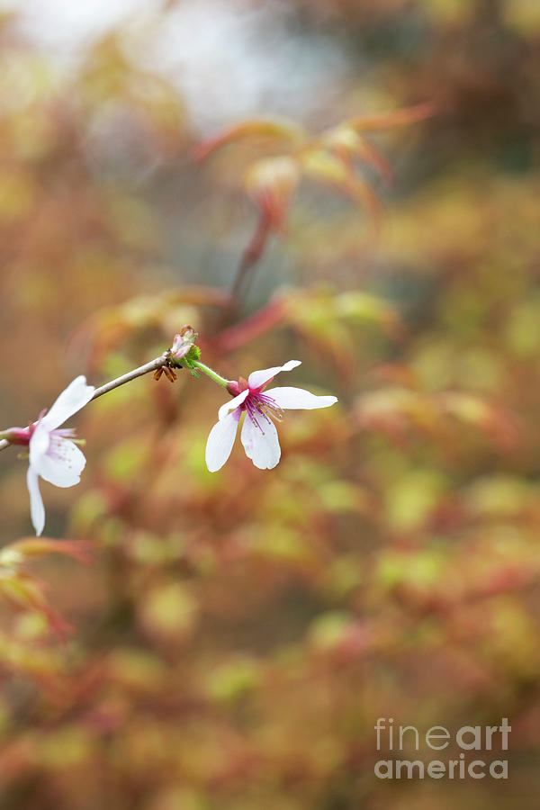 Prunus Incisa Fujimae Blossom Photograph by Tim Gainey