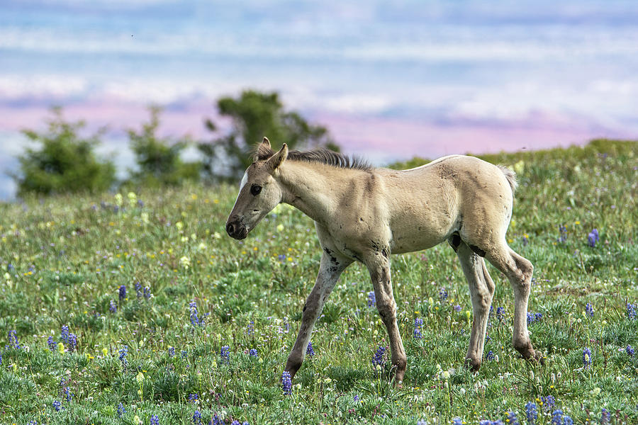 Pryor Mountain Wild Mustang Foal Photograph by Douglas Wielfaert