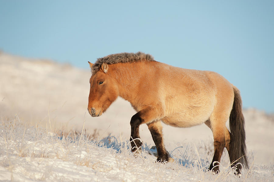 Top 194 + Mongolia national animal - Lestwinsonline.com