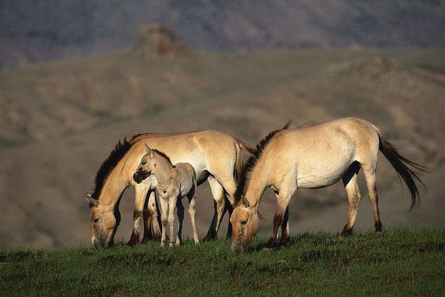 Przewalskis Wild Horses Equus by Art Wolfe