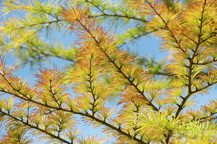 Chinese Golden Larch Photograph by Tim Gainey