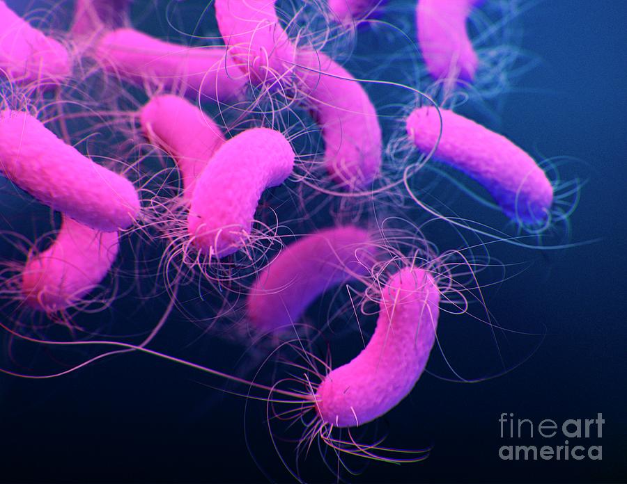 Pseudomonas Aeruginosa Bacteria Photograph By Jennifer Oosthuizen Science Photo Library Pixels
