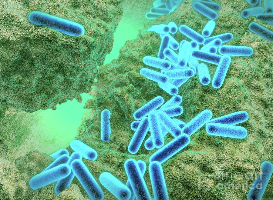 Pseudomonas Aeruginosa Bacteria Photograph By Roger Harrisscience Photo Library Pixels 2351