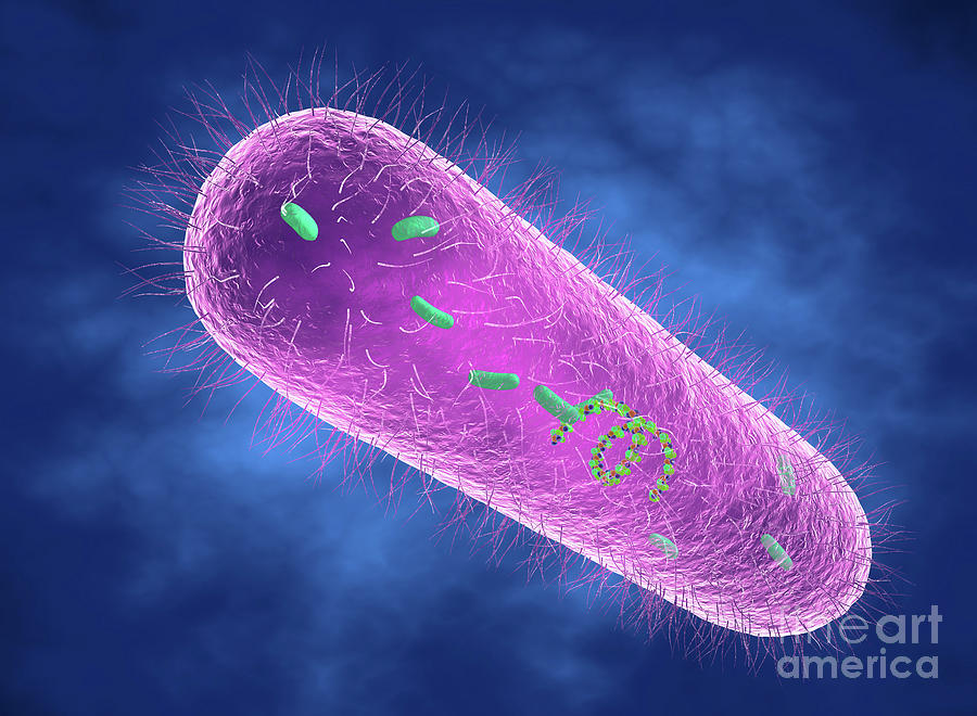 Pseudomonas Aeruginosa Bacterium Photograph By Roger Harris Science Photo Library Fine Art America