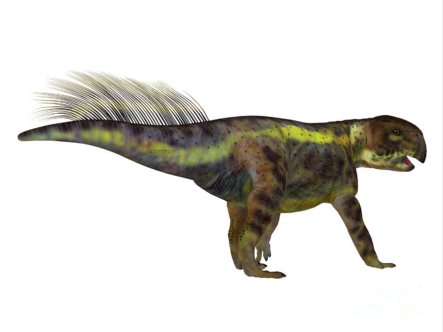 Psittacosaurus Dinosaur Tail Digital Art by Corey Ford