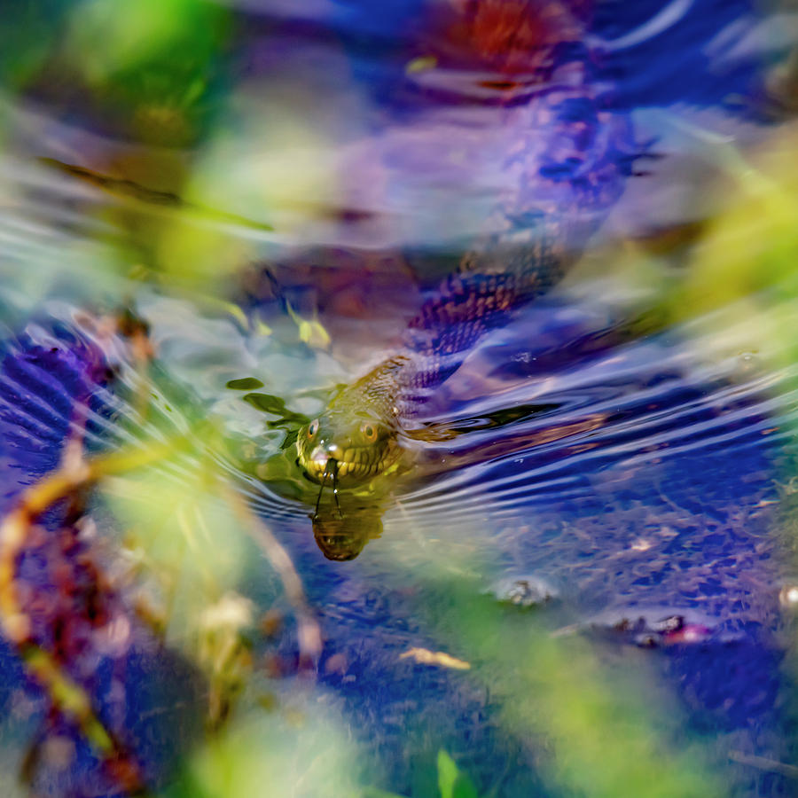  Psychedelic water snake Photograph by Patrick Nowotny