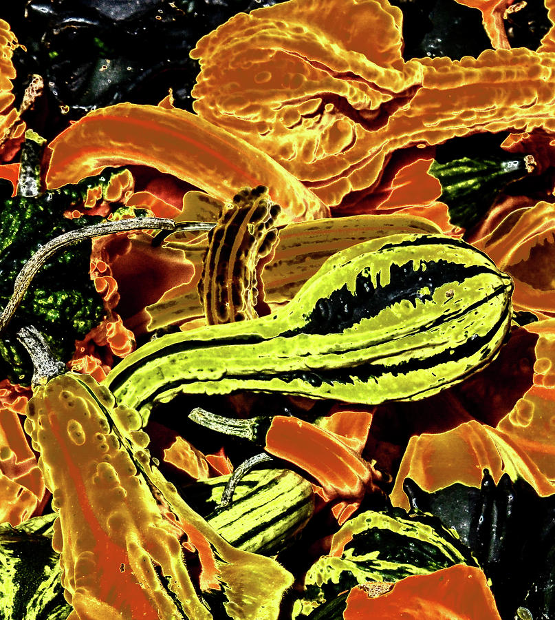 Psychedelic Winter Squash by Paul Croll Psychedelic Winter Squash by Paul Croll