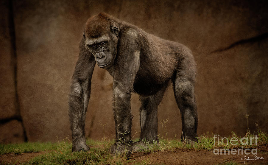 Psycho Gorilla Photograph