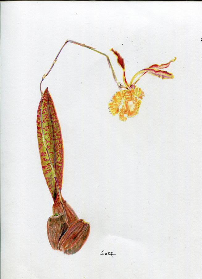 Psychopsis papilio by Penrith Goff Psychopsis papilio by Penrith Goff