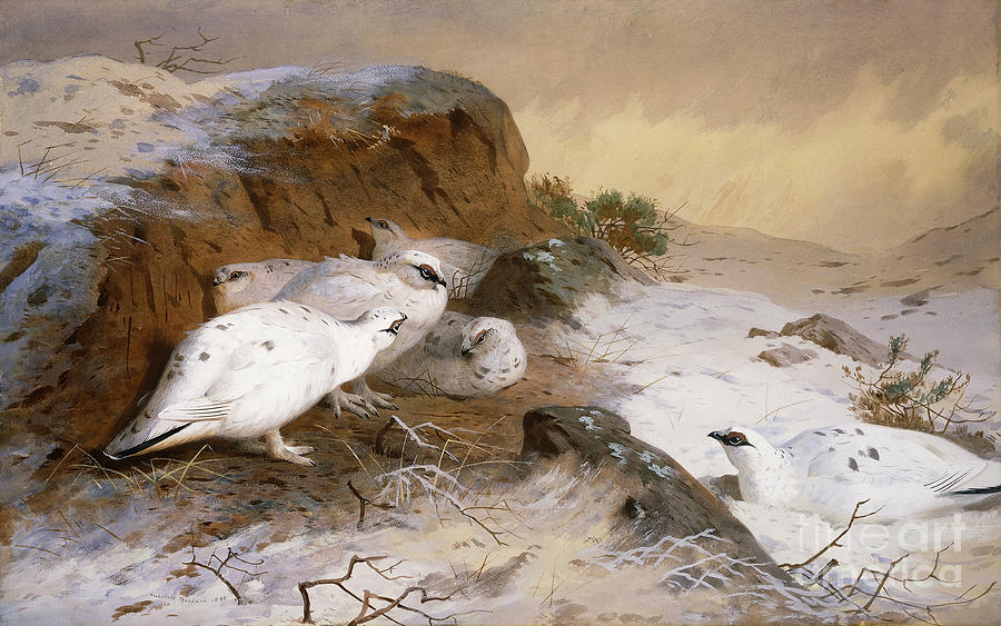 Ptarmigan In The Snow, 1898 Painting by Archibald Thorburn