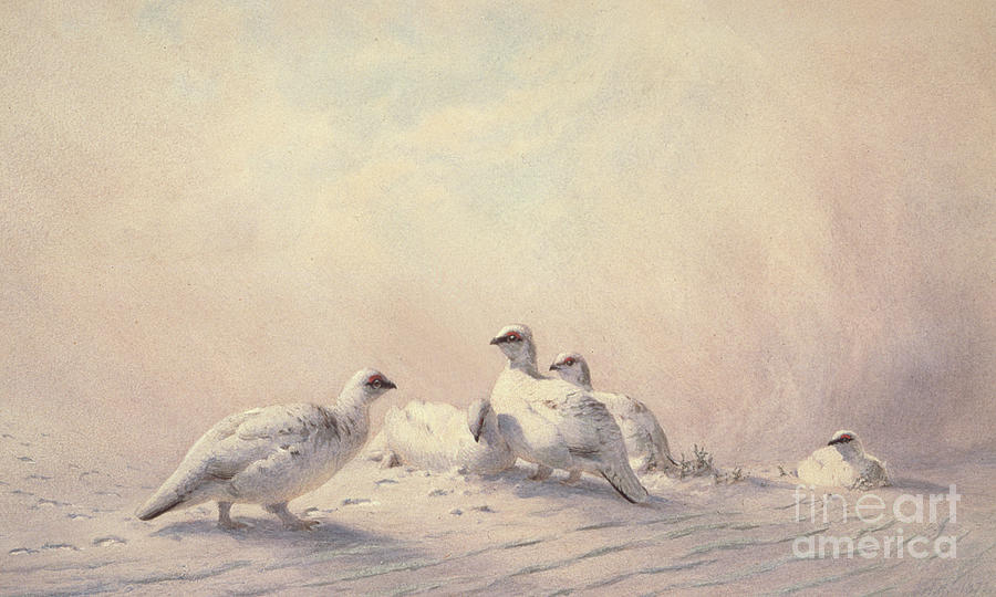 Ptarmigan, Winter, 1873 Painting by Joseph Wolf