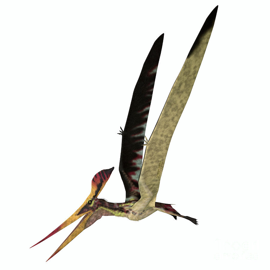 Pteranodon longiceps Flight Digital Art by Corey Ford