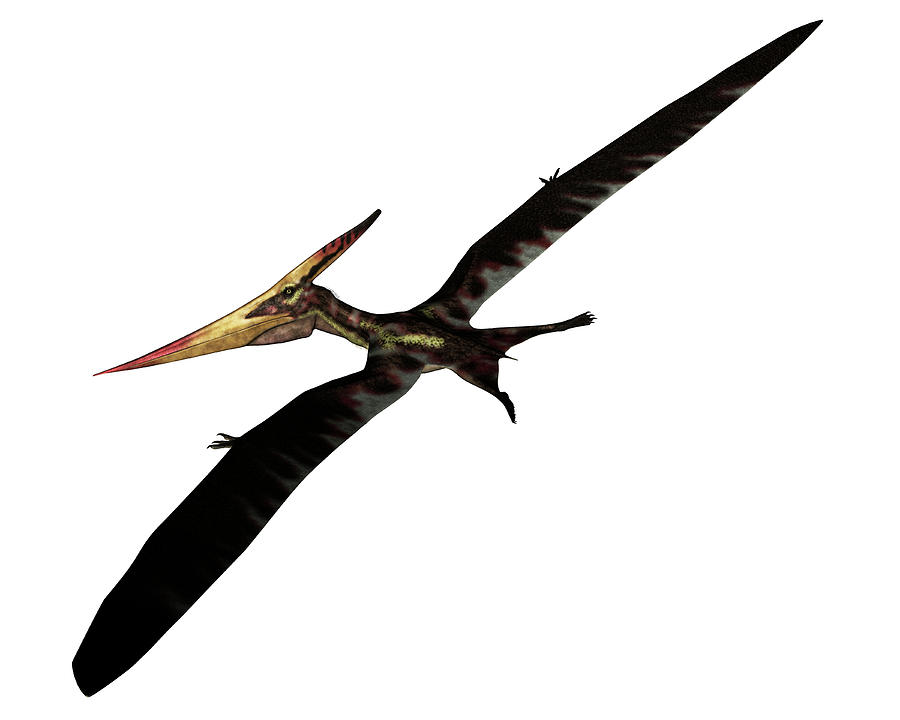 Pteranodon Prehistoric Bird Flying Photograph by Elena Duvernay