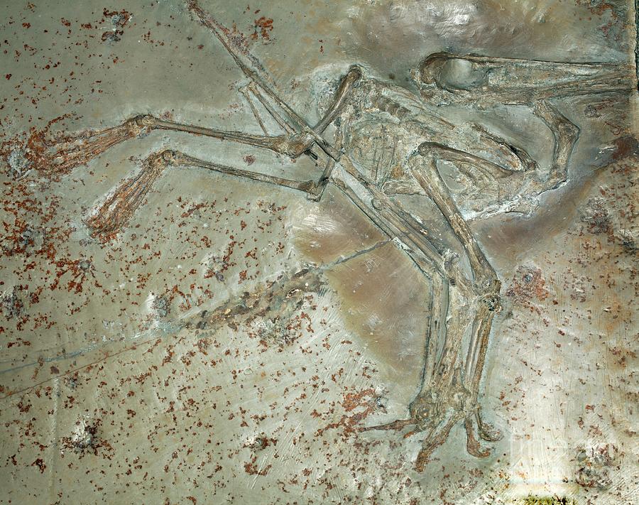 Pterodactylus Antiquus Fossil Photograph By Dirk Wiersma/science Photo ...