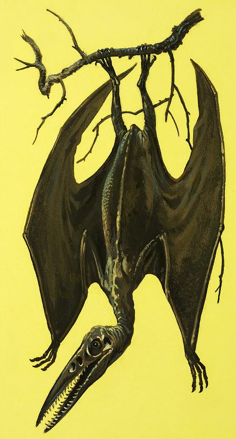 Pterodactylus Painting by English School