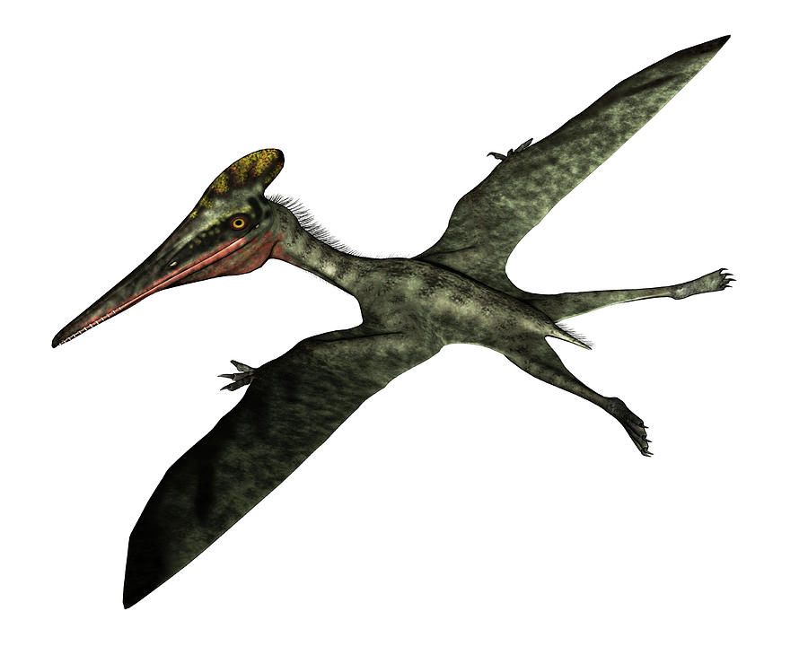 Pterodactylus Prehistoric Bird Flying Photograph by Elena Duvernay