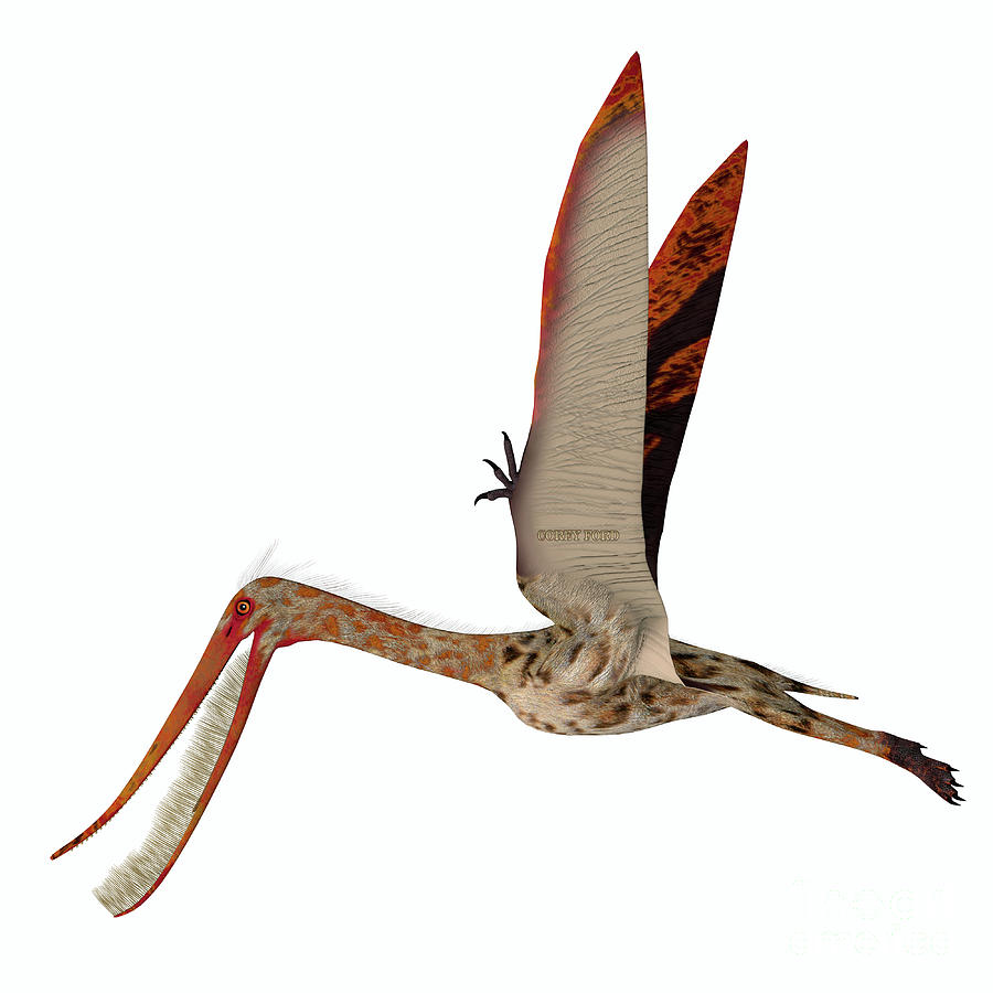 Pterodaustro Pterosaur Wings Up Digital Art by Corey Ford