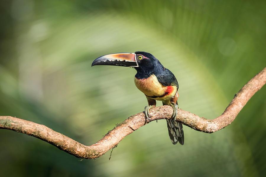 Bird Photograph - Pteroglossus Torquatus, The Collared Aracari by Petr Simon