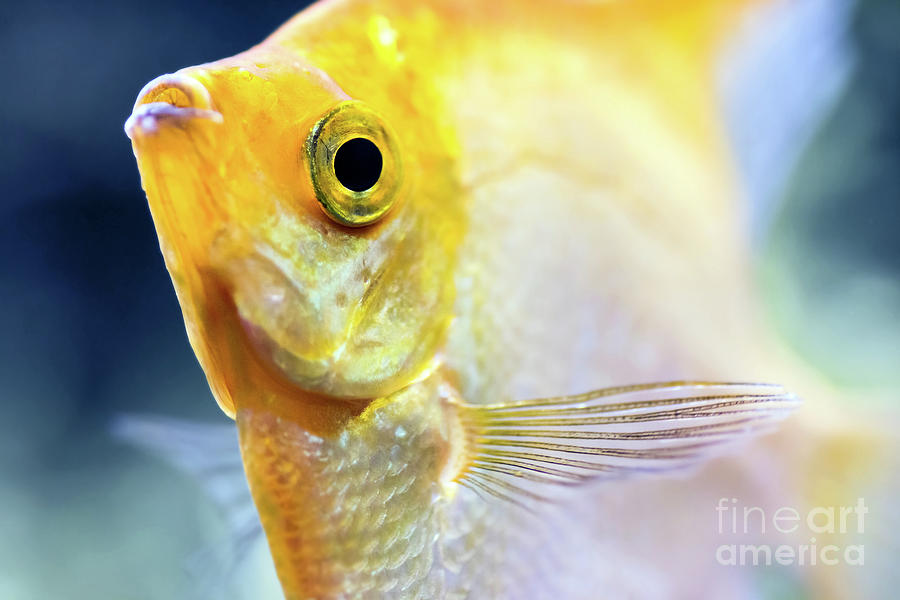 Fish Photograph - Pterophyllum Scalare yellow angel fish head macro selective focus by Gregory DUBUS