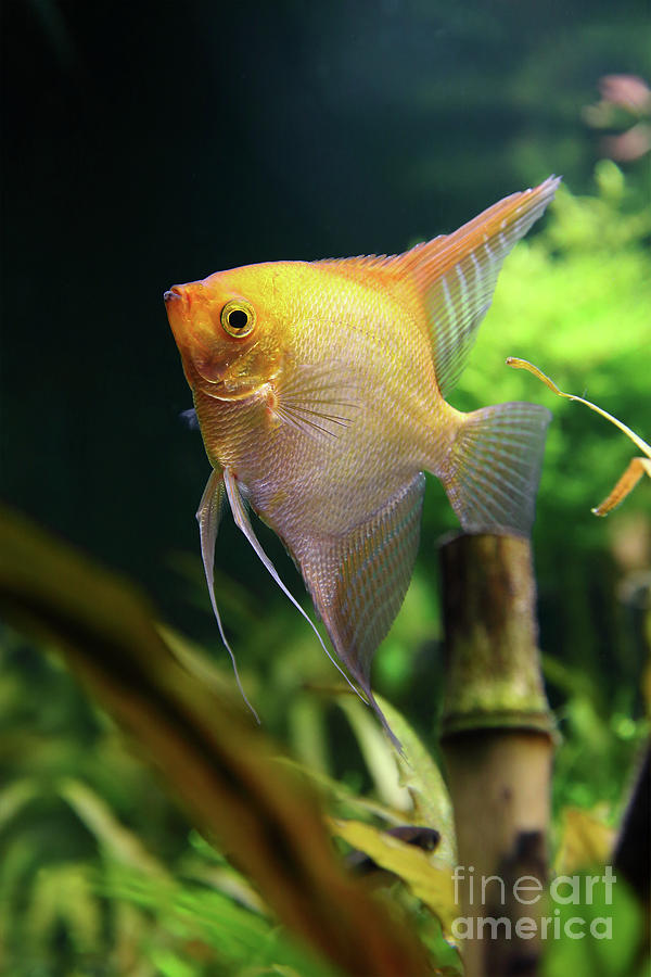 Pterophyllum Scalare yellow fish underwater in nature Photograph by Gregory DUBUS