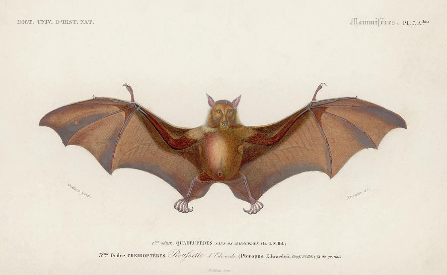 Pteropus Edwardsii Digital Art by Hulton Archive Pteropus Edwardsii Digital Art by Hulton Archive