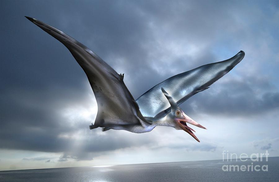 Pterosaur Flying Reptile Photograph by Masato Hattori/science Photo Library