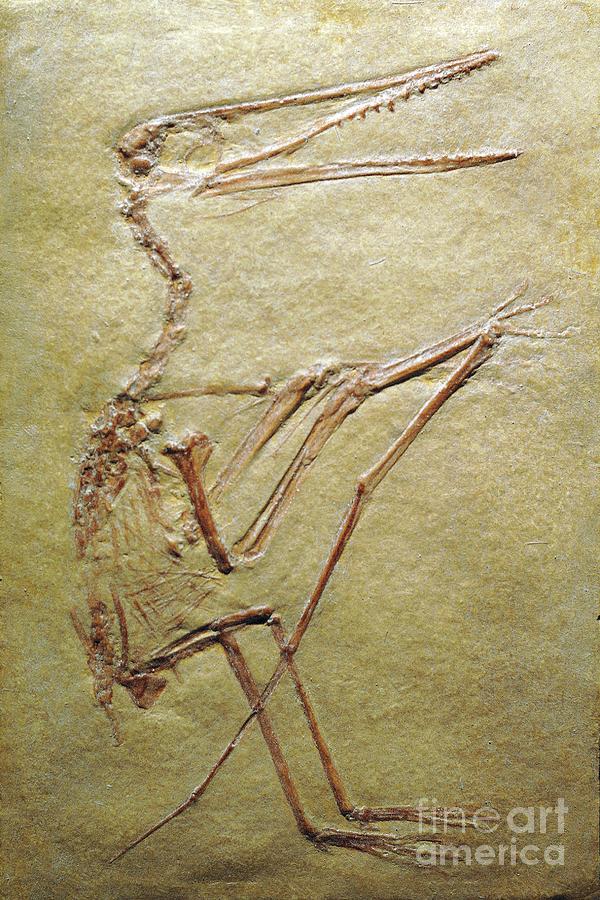 Pterosaur Fossil Photograph by Chris Hellier/science Photo Library